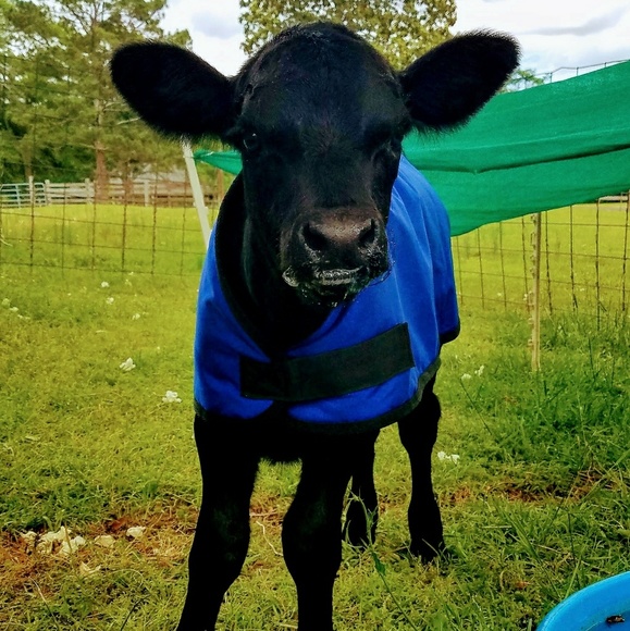 Meet your Posh Ambassador, Darcey! - Picture 3 of 5